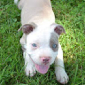 Meet your Posher, Troy